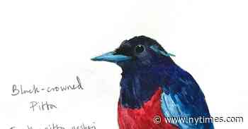 How Sketching Birds Changes the Way You See Them