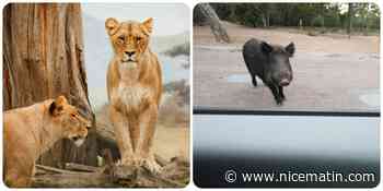 Fin d'alerte à la lionne à Berlin, qui était probablement un sanglier...
