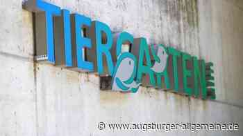 Im Ulmer Tiergarten ist ein neues Känguru eingezogen