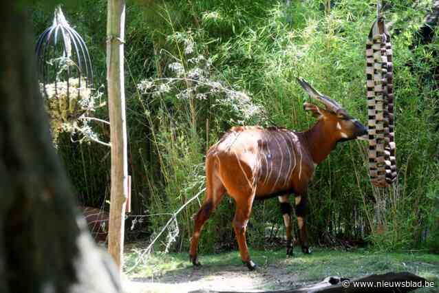 Jarige dierentuin heeft verlanglijstje met speelgoed op maat van elk dier: “Elk cadeau werd aangepast aan natuurlijke behoeften”