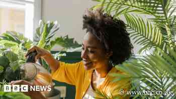 Can houseplants purify the air in your home?