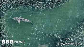 Drones are showing us sharks like never before