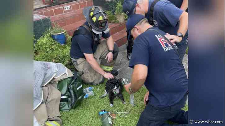 Firefighters save cat stuck inside after kitchen fire