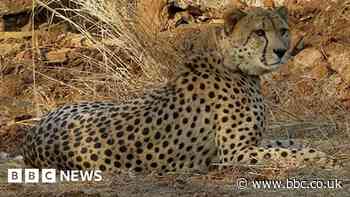 Kuno cheetah deaths: Could radio collars be killing the big cats in India?