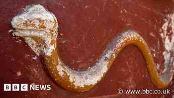 Kitchen shrine serpents and more fascinating new Pompeii discoveries
