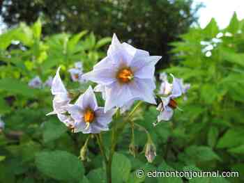 Growing Things: Nitrogen not always helpful