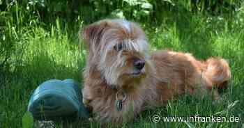 Kitzingen: Seinen Hund anzumelden ist Pflicht - Stadt mit Hinweis zu Steuer und Kennzeichnung