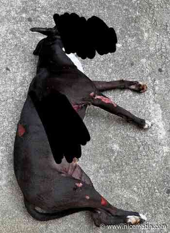 Le chien torturé à Nice aurait été brûlé puis lapidé, son propriétaire est présenté à la justice