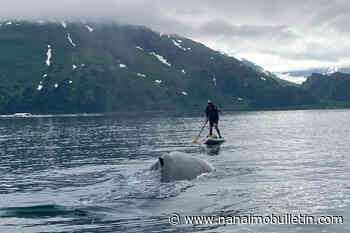 See how an Alaska paddleboarder escaped a close encounter with a humpback whale