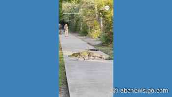 WATCH:  Alligators cross South Carolina park's pathway