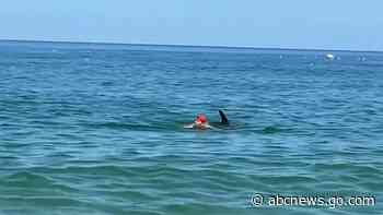 WATCH:  Dolphin hassles swimmers at beach in Japan