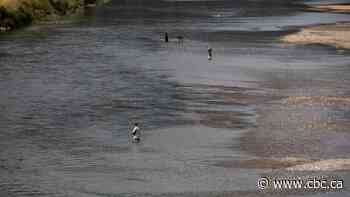 Drought conditions threatening B.C. salmon as river levels drop