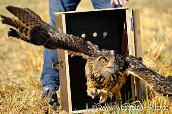 Zurück zu Hause: Mach's gut, großer Uhu!