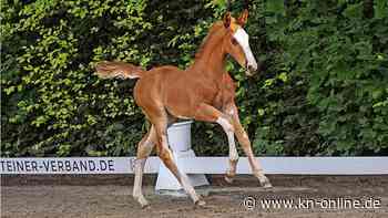 Fohlen-Auktion beim CSI Hof Waterkant