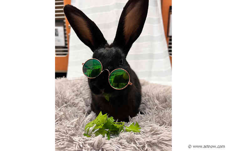 Adoptable Pet of the Week: Berkeley