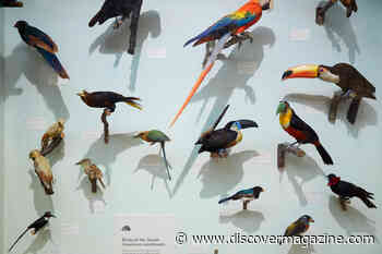 How Are Museum Specimens Collected And Is There a More Ethical Way?