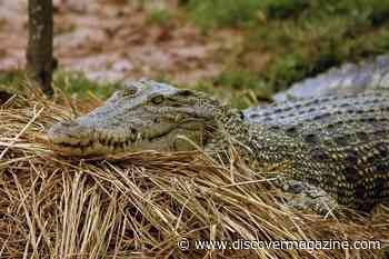 Isolated Female Crocodile Gives Birth Without Mating: How Is This Possible?