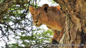 Löwen und giftige Tiere: So ist die Situation in Niedersachsen