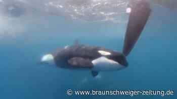 Erneut Orca-Attacke auf Teilnehmer der Mallorca-Regatta