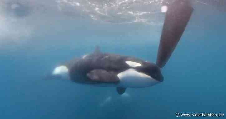 Erneut Orca-Attacke auf Teilnehmer der Mallorca-Regatta