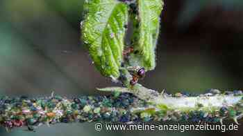 Kleben Sie den Blattläusen mal eine – mit Paketband verschwinden sie im Handumdrehen von den Pflanzen