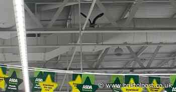 Another seagull has been stuck in Bedminster Asda for three days and it could be the same one