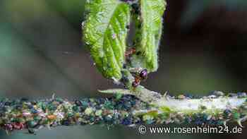 Kleben Sie den Blattläusen mal eine – mit Paketband verschwinden sie im Handumdrehen von den Pflanzen