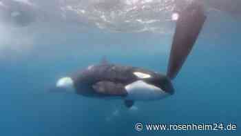 Erneut Orca-Attacke auf Teilnehmer der Mallorca-Regatta