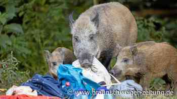 Zwei Tage im Ausnahmezustand – wegen eines Wildschweins