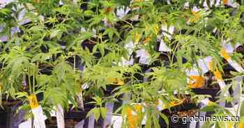 Aurora Cannabis CEO’s compensation up 38% amid stock drop