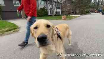 City of Saskatoon offering free dog behaviour training
