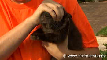 ‘Like seeing poodles running loose': Wilton Manors rabbit roundup stirs controversy