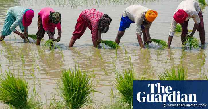 India’s ban on rice exports raises fear of global food price rises