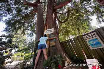 Seattle Climate Activists Roost in Old Cedar Tree to Prevent It From Being Cut Down for New Housing