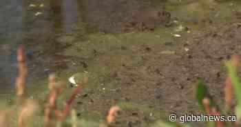 Alberta summer village plots attack plan on pervasive blue-green algae