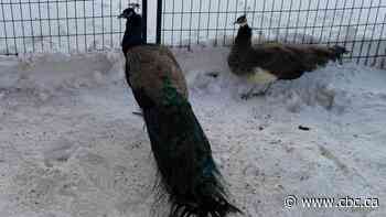 Runaway peahen causes a stir in Crowsnest Pass