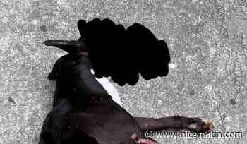 Le chien torturé à Nice aurait été brûlé puis lapidé, son propriétaire envoyé en prison en attendant son procès