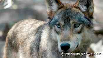 Idaho won't give wolves to Colorado, which still hasn't found a source