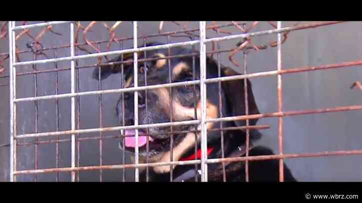 Ascension Parish is one step closer to opening its new animal shelter