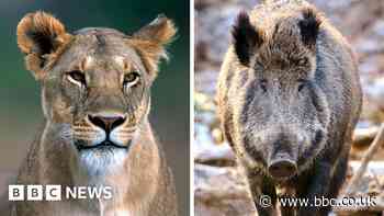 Berlin 'lioness': Wild animal probably a boar, authorities say