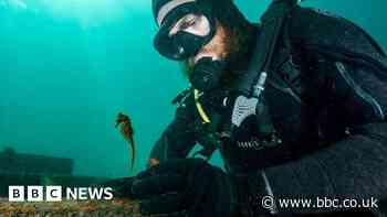Baby seahorses released in Sydney Harbour