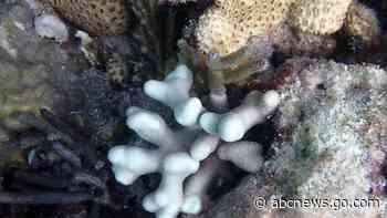 Scientists say Florida Keys coral reefs are already bleaching as water temperatures hit record highs