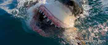 Jason Momoa hosts Discovery's 'Shark Week,' featuring feeding frenzies and junkie sharks