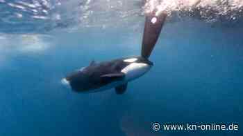 Zweite Orca-Attacke auf Teilnehmer der Mallorca-Regatta