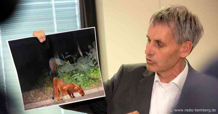 Raubtiersuche bei Berlin: Zweifel an der Wildschwein-Theorie