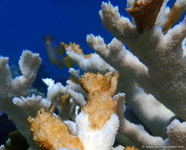 Climate Change – Heatwave Triggering Coral Die-Off in Florida