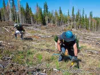 Opinion: Sustainable forest management is about reducing risk of wildfires