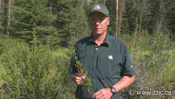 Parks Canada says bear sightings up as buffalo berries ripen