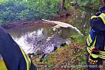 Diesel-Teppich auf der Nethe bei Niesen