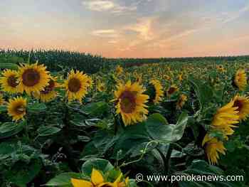 Old MacDonald Kennels has launched its annual Sunflower Fundraiser